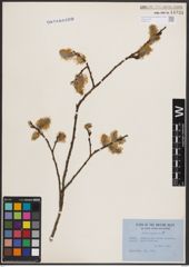 Foto von Salix caprea L.